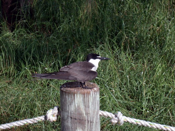 Tern